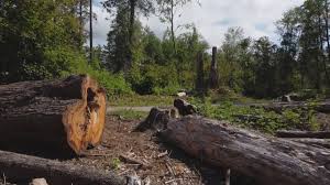 Best Tree Preservation Services  in Peach Springs, AZ