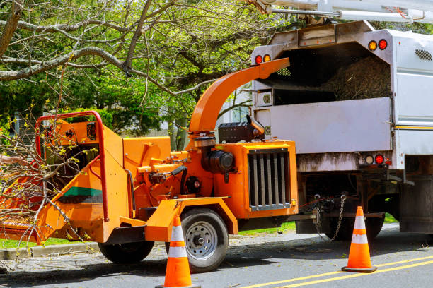  Peach Springs, AZ Tree Removal Pros