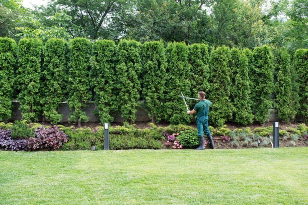 Best Lawn Watering Services  in Peach Springs, AZ