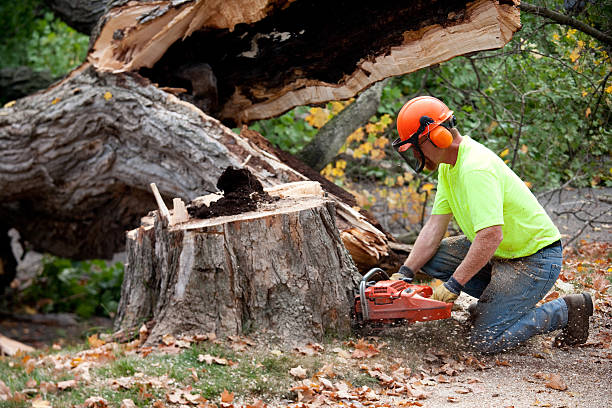 Best Emergency Tree Removal  in Peach Springs, AZ