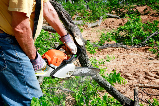 Best Storm Damage Tree Cleanup  in Peach Springs, AZ